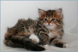 Female Siberian Kitten from Deedlebug Siberians